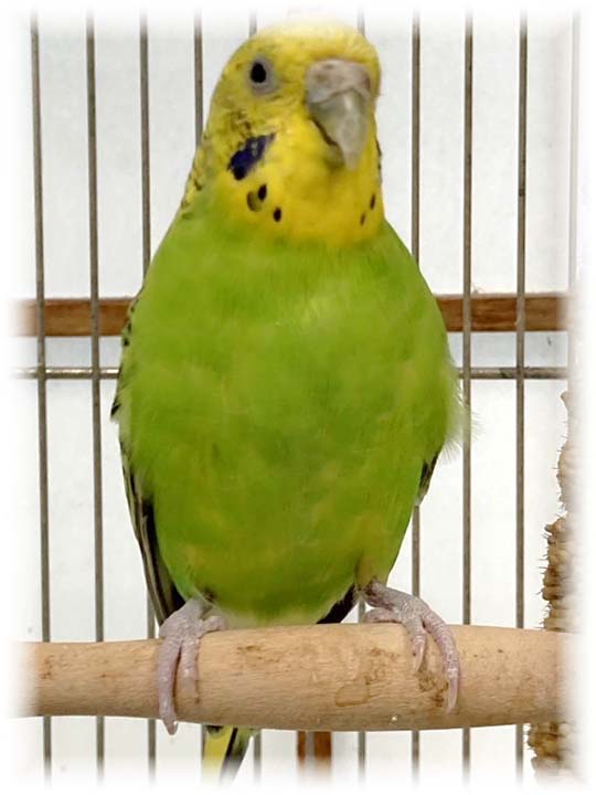 クリックで画像を表示