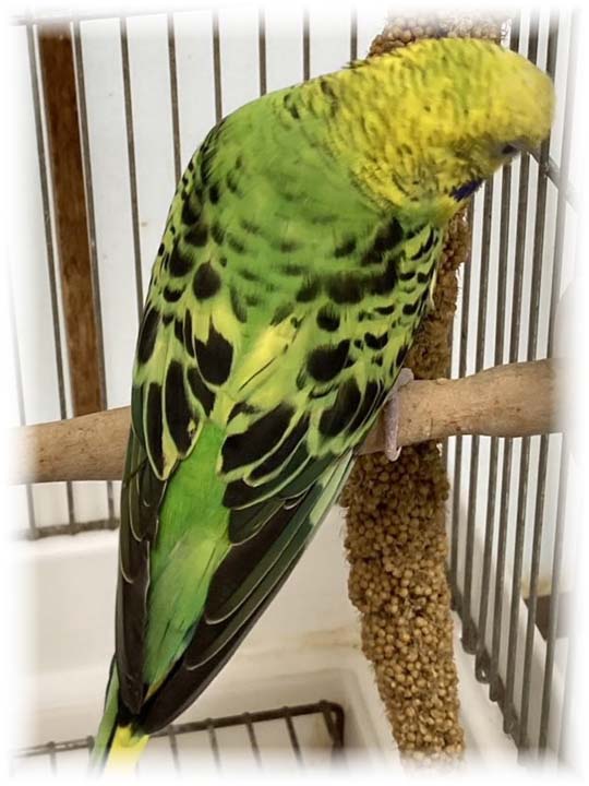 クリックで画像を表示