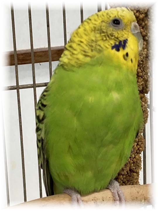 クリックで画像を表示