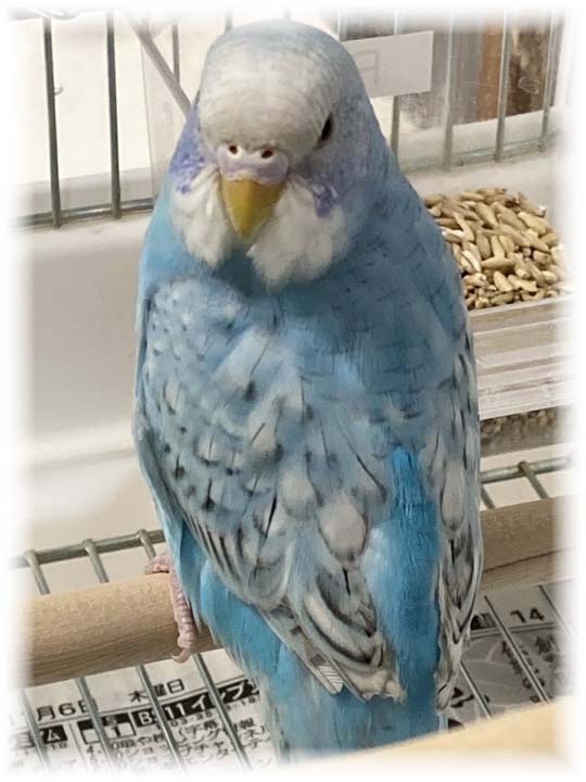 クリックで画像を表示