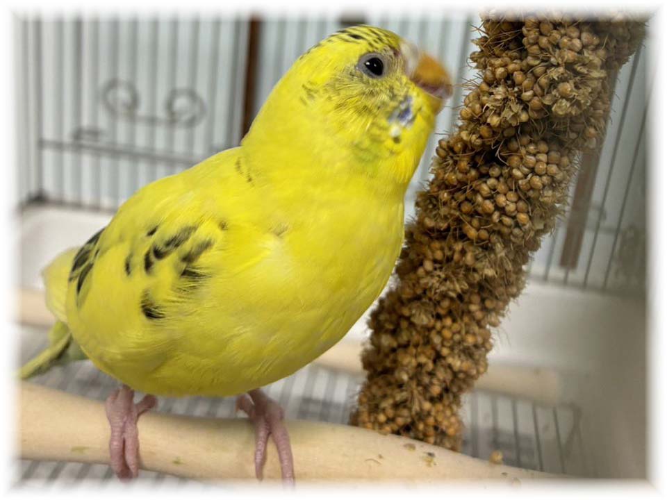 クリックで画像を表示