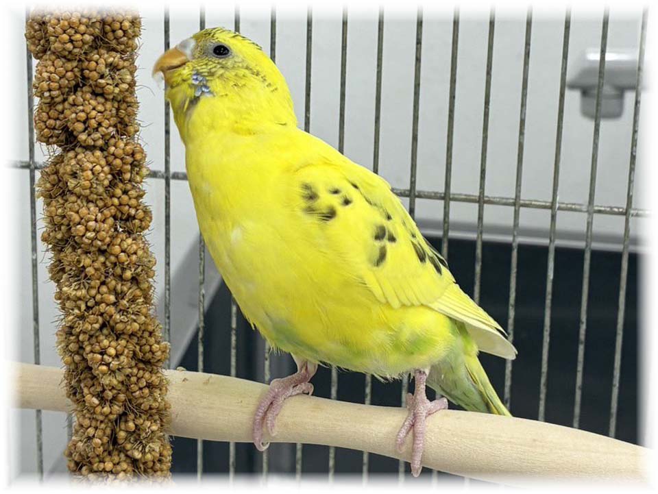 クリックで画像を表示