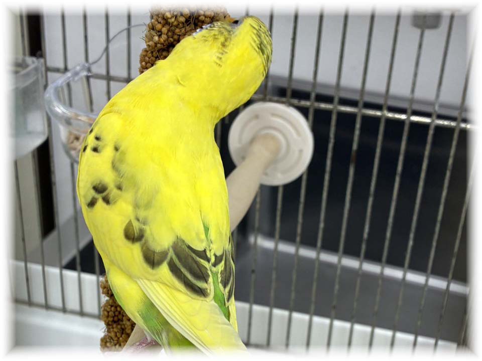 クリックで画像を表示