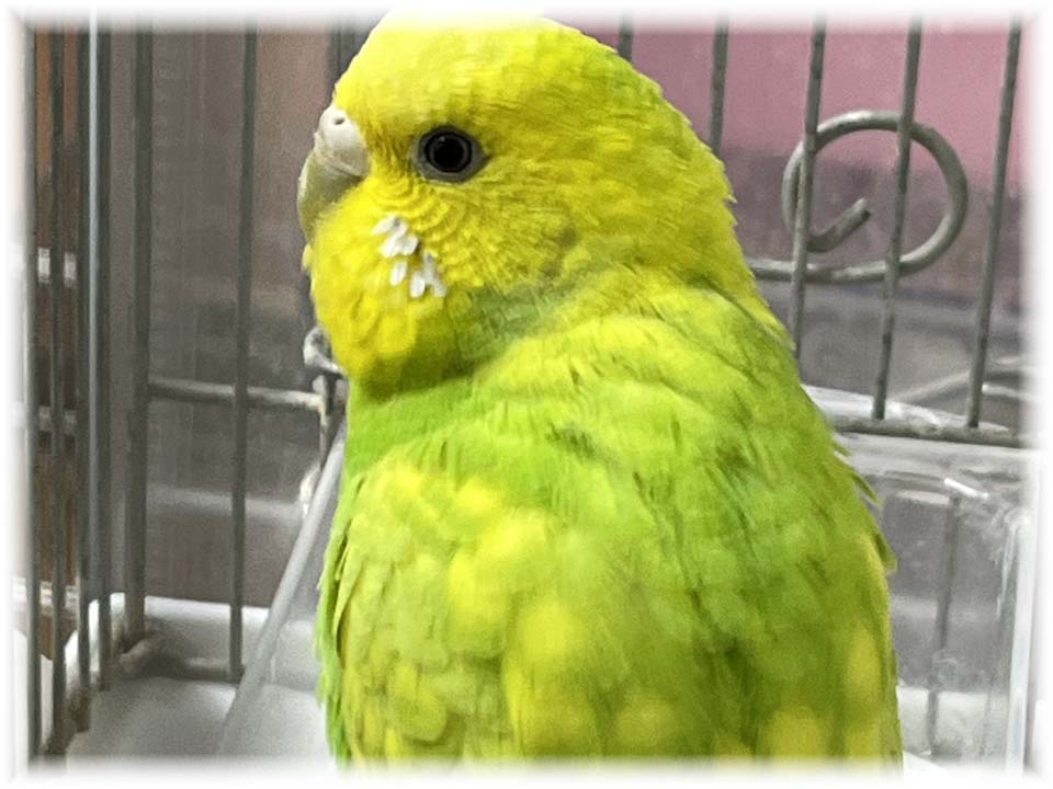 クリックで画像を表示