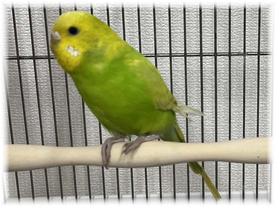 クリックで画像を表示