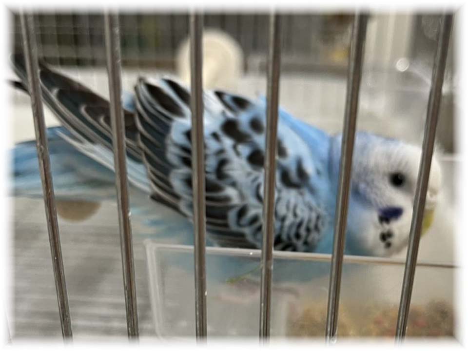 クリックで画像を表示