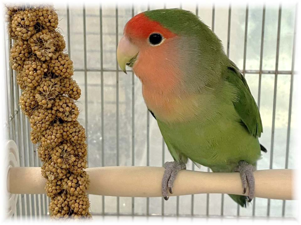 クリックで画像を表示