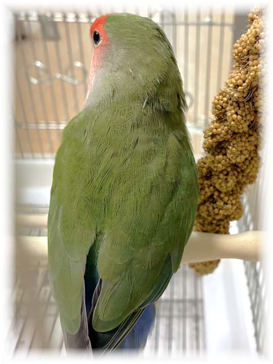 クリックで画像を表示