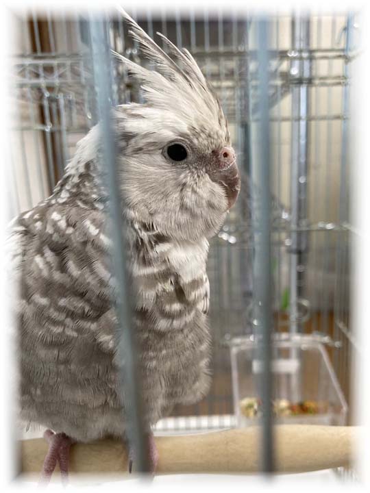 クリックで画像を表示