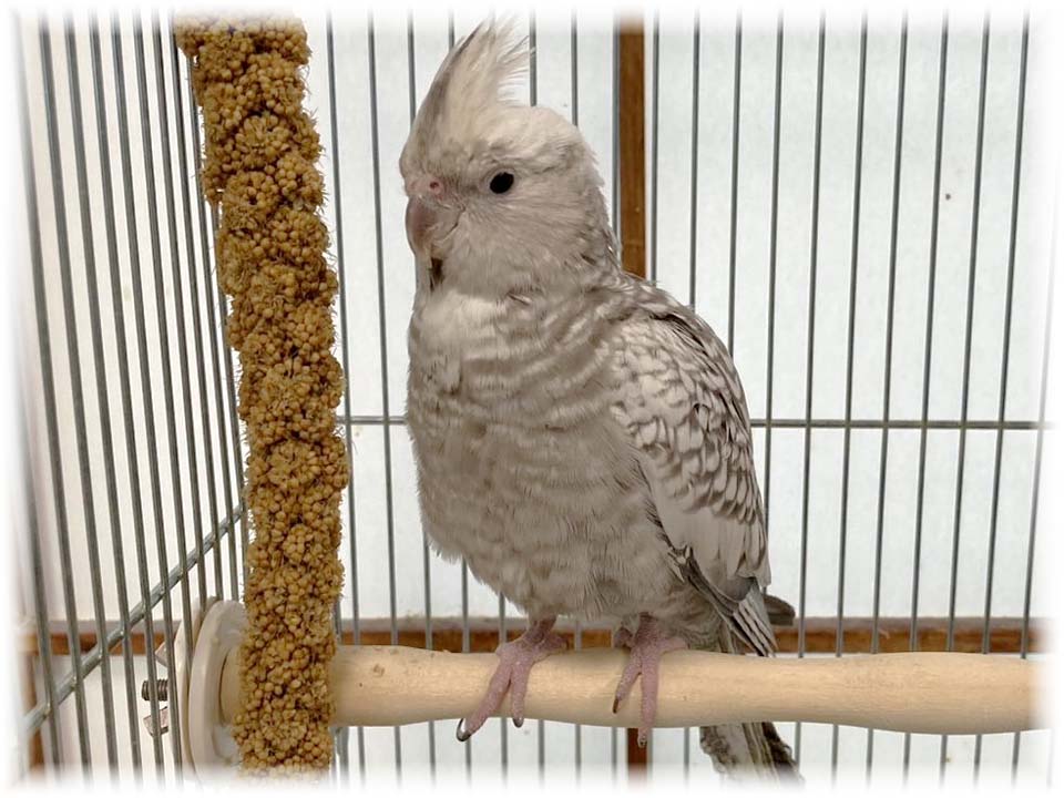 クリックで画像を表示