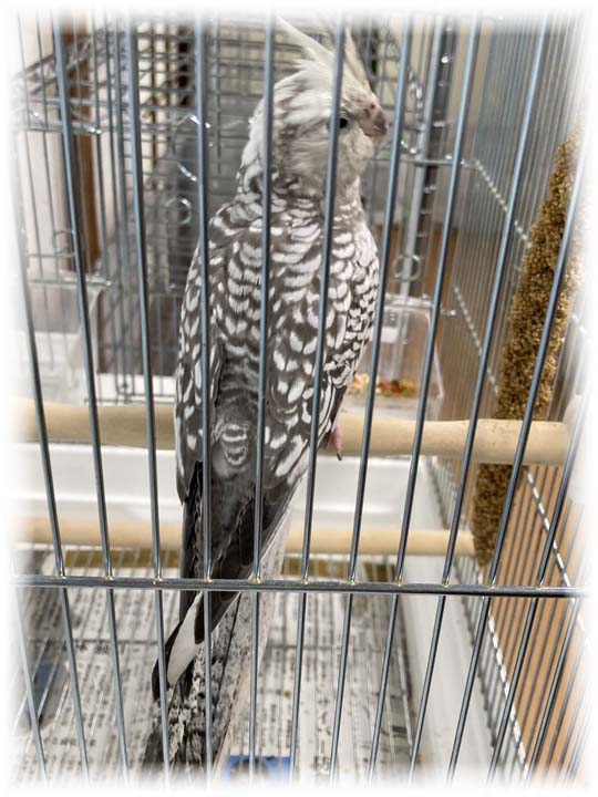 クリックで画像を表示