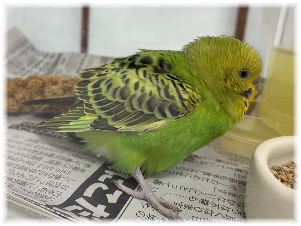 クリックで画像を表示