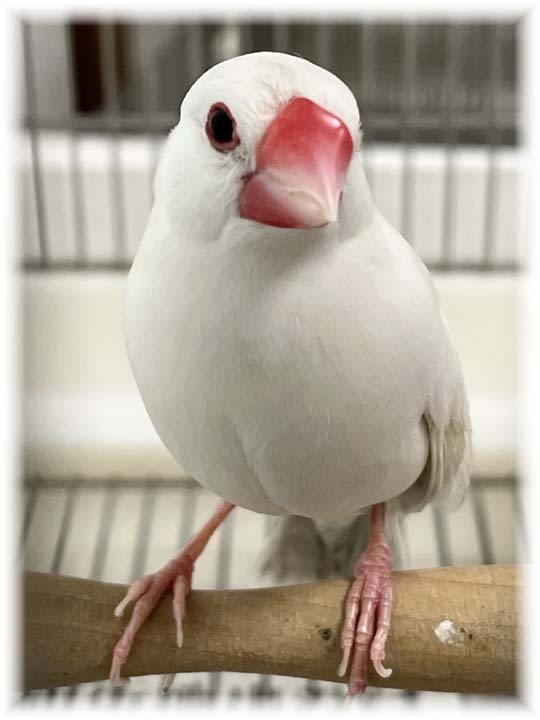 クリックで画像を表示