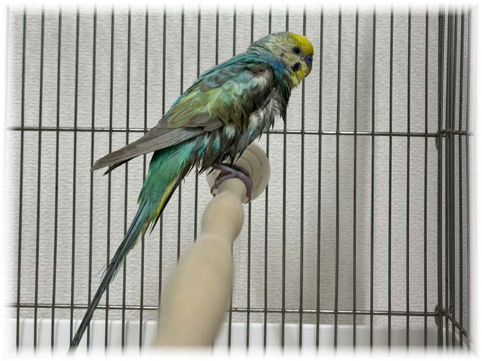 クリックで画像を表示