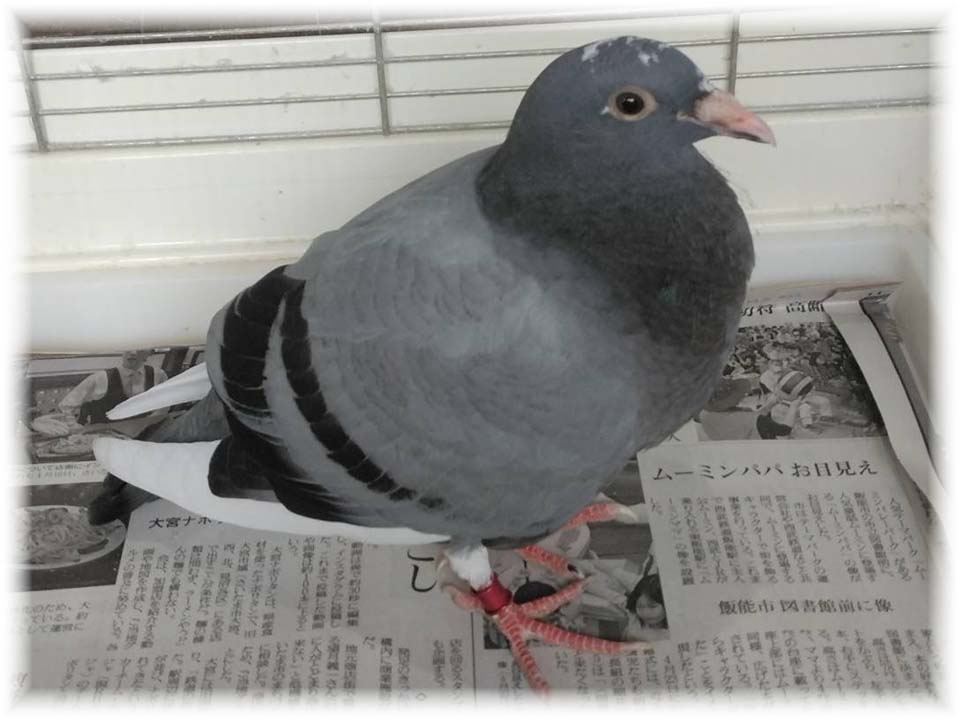 クリックで画像を表示