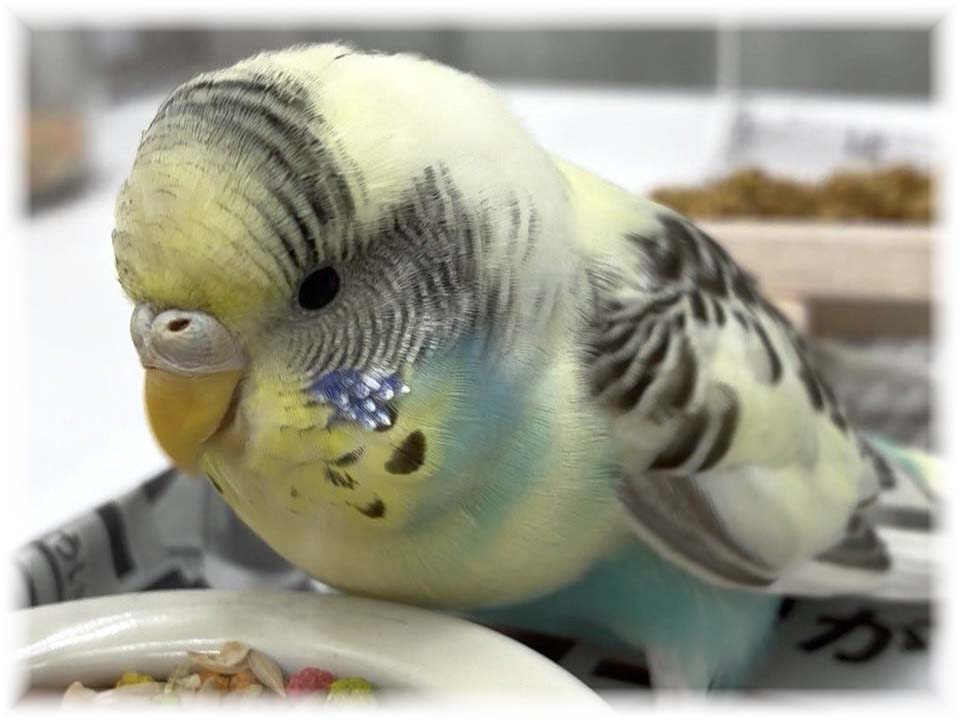 詳細ページへ