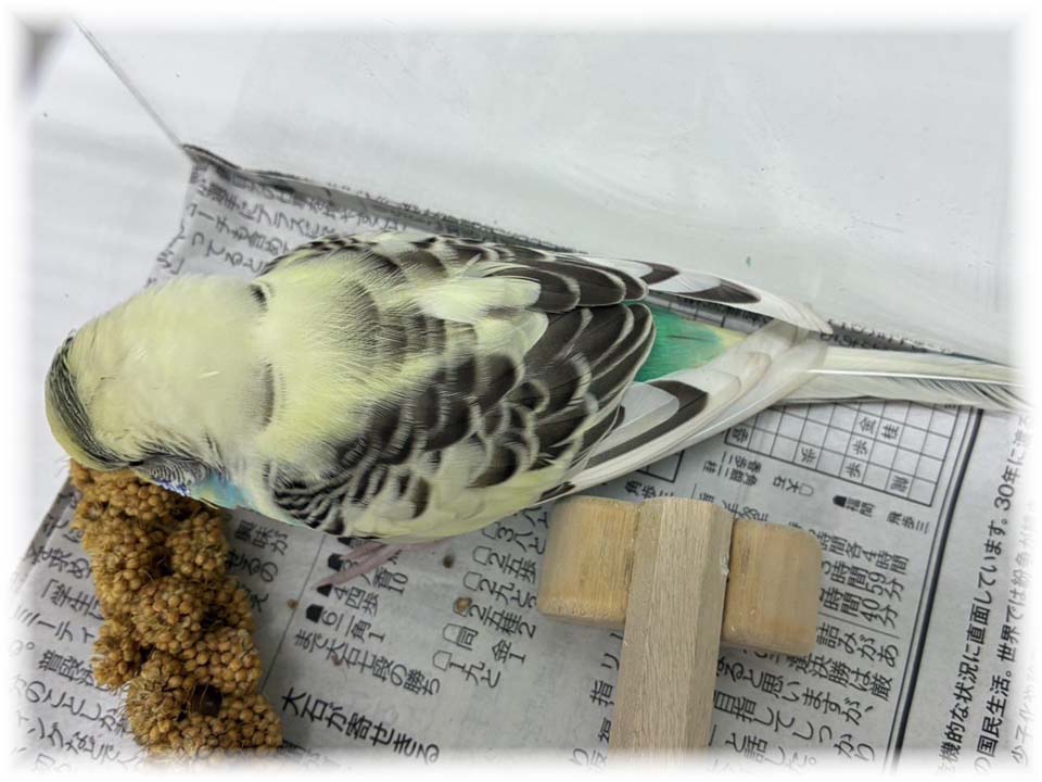 クリックで画像を表示