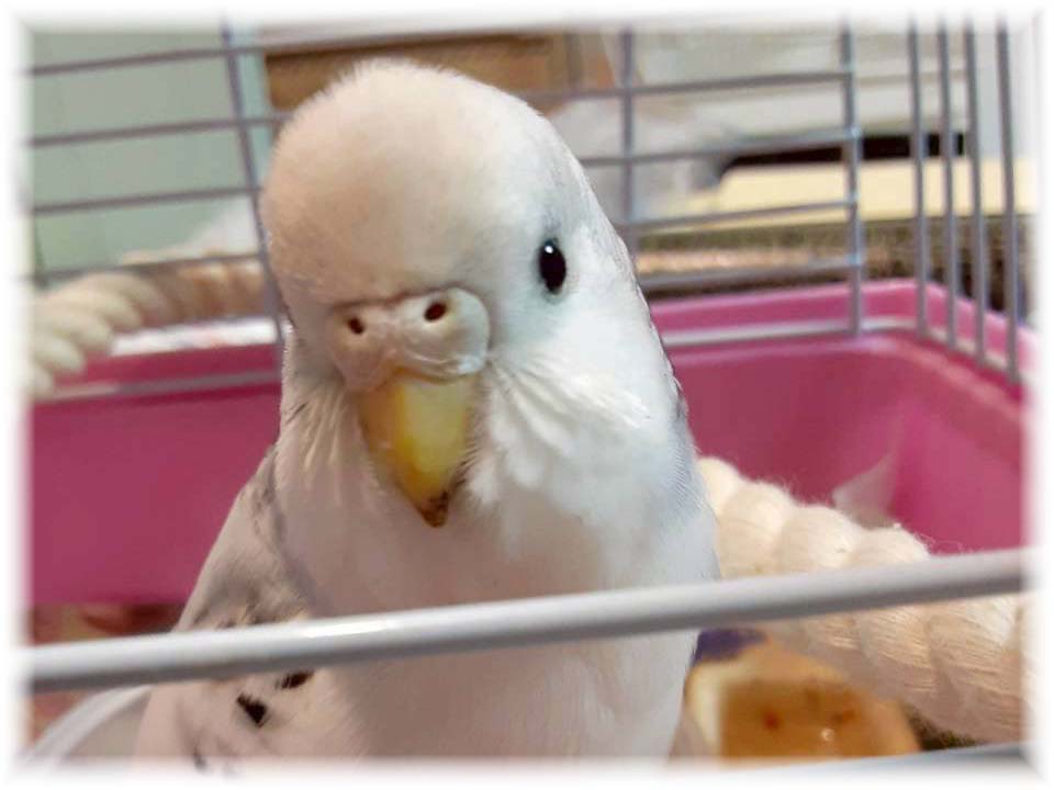 クリックで画像を表示