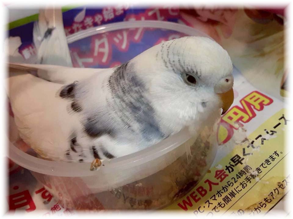 クリックで画像を表示