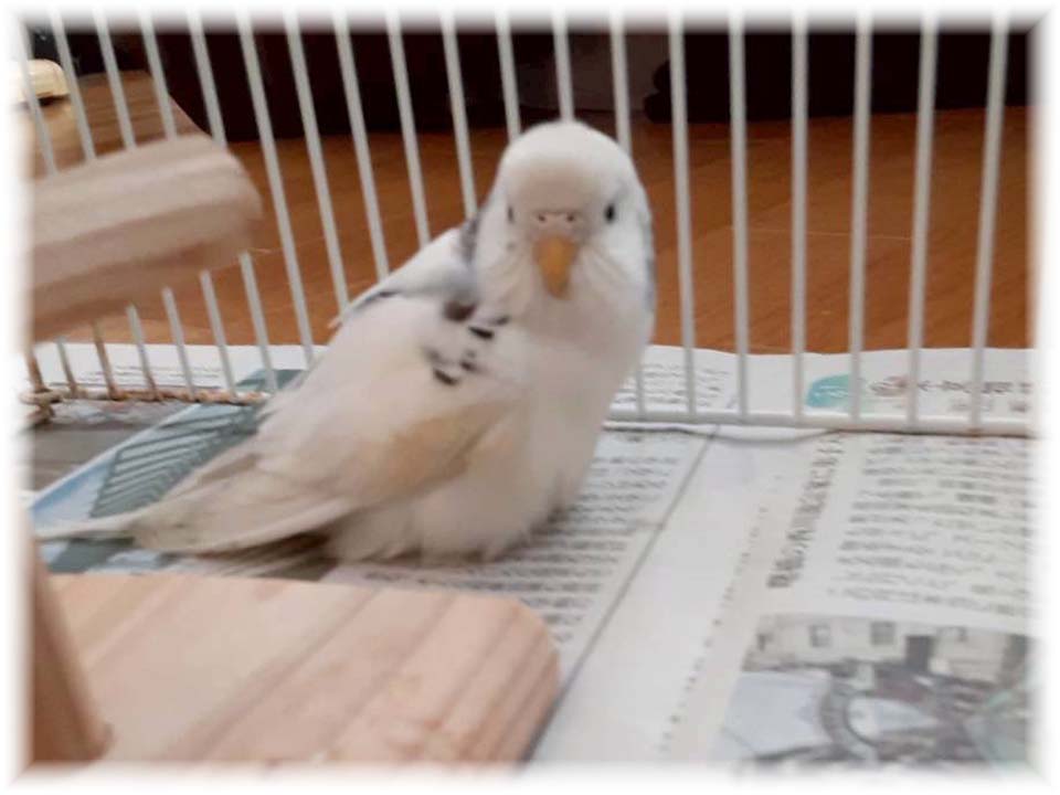 クリックで画像を表示