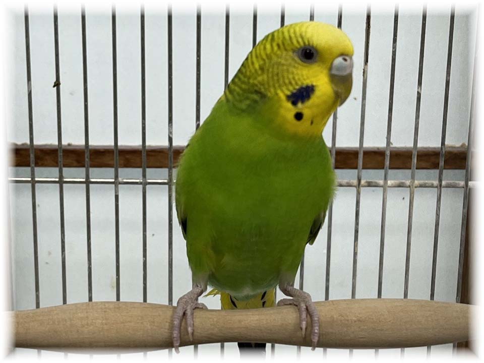 クリックで画像を表示