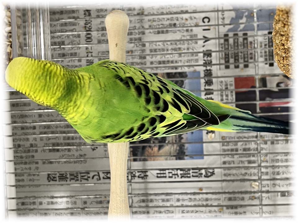 クリックで画像を表示