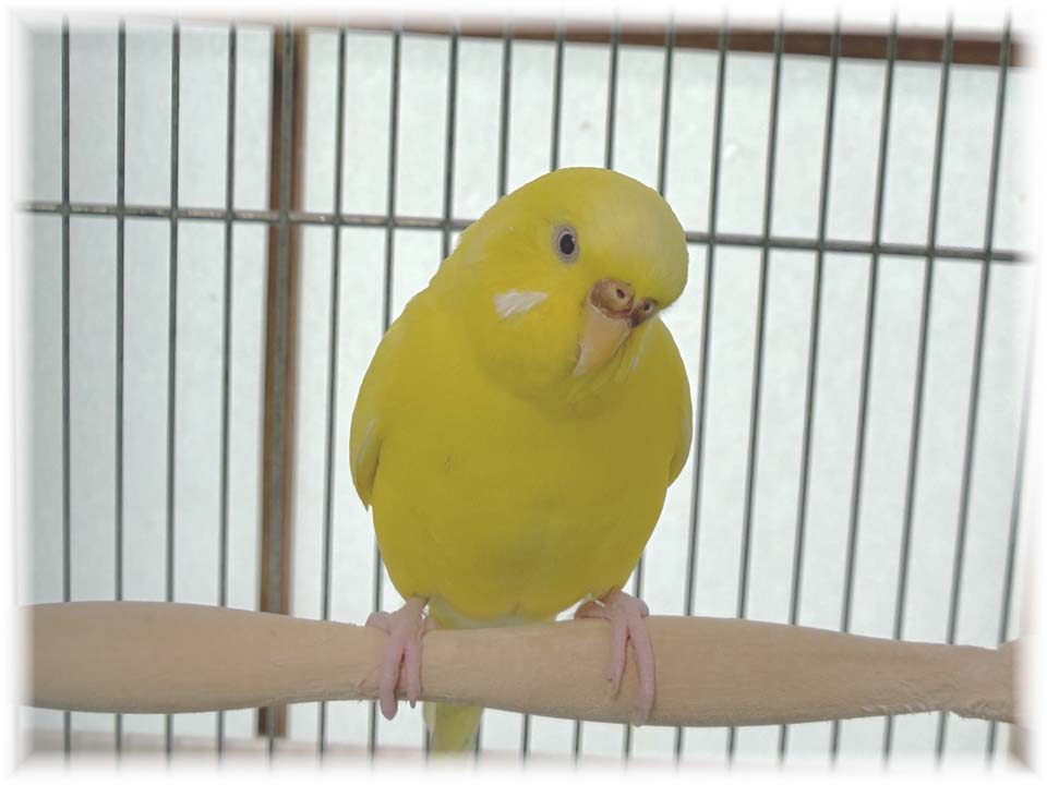 クリックで画像を表示