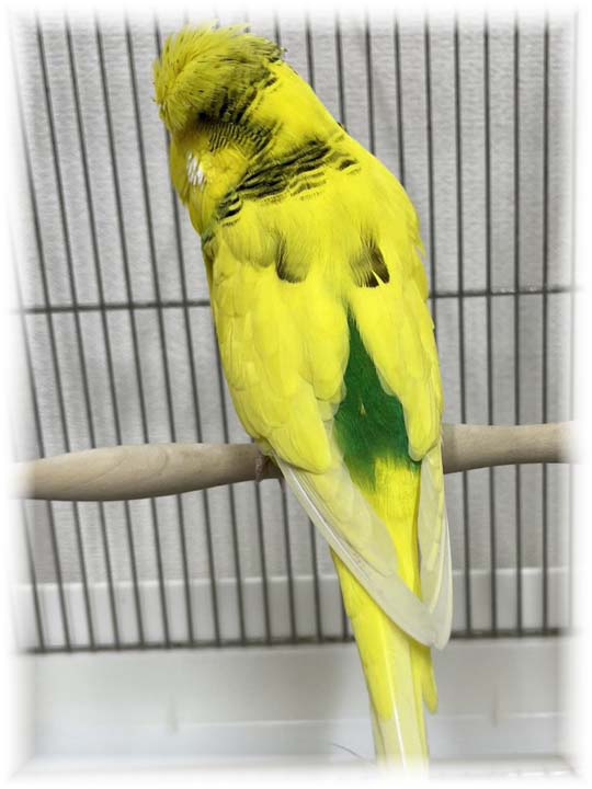 クリックで画像を表示