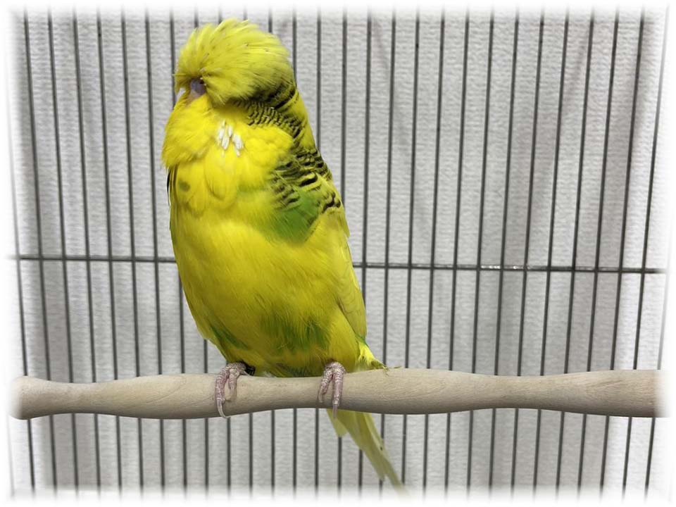 クリックで画像を表示