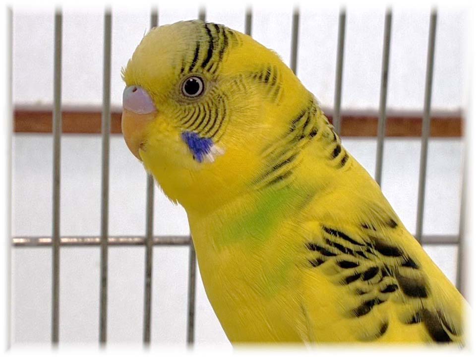 クリックで画像を表示