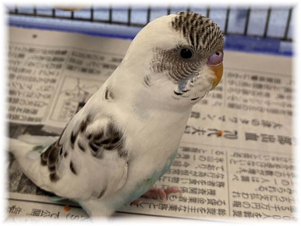 クリックで画像を表示