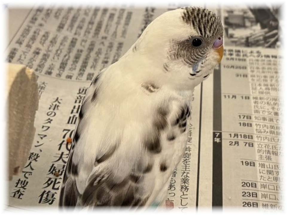 クリックで画像を表示