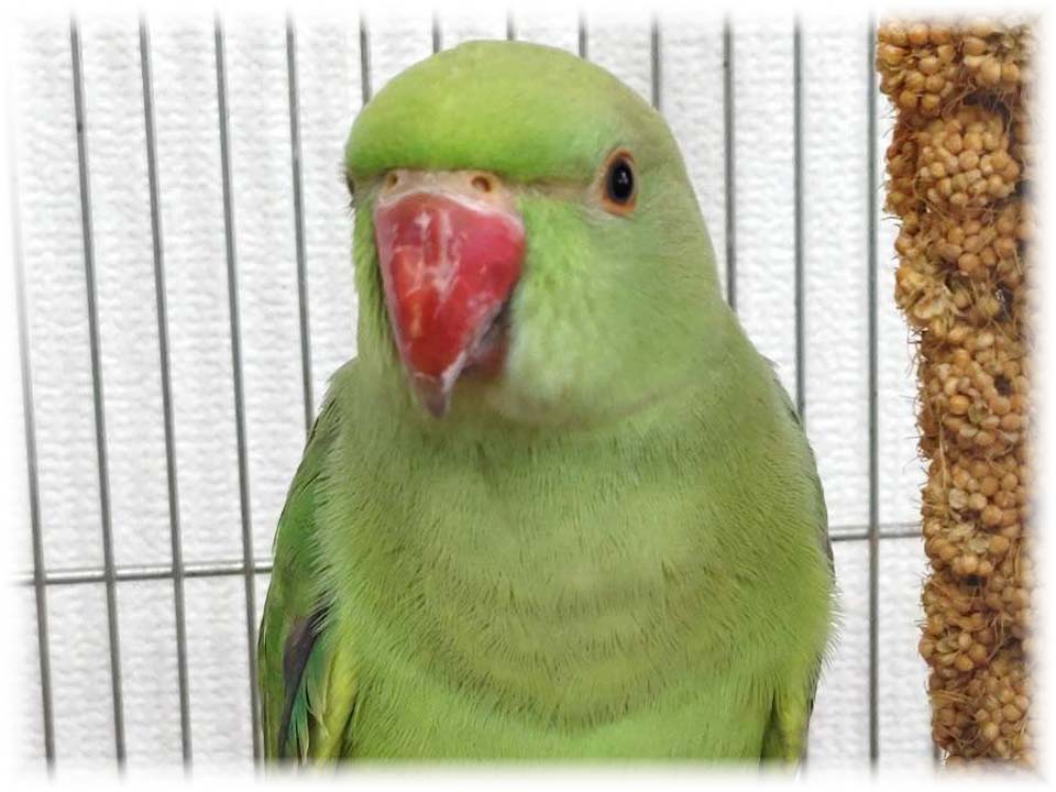 クリックで画像を表示