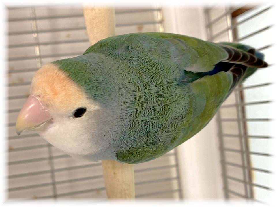 クリックで画像を表示