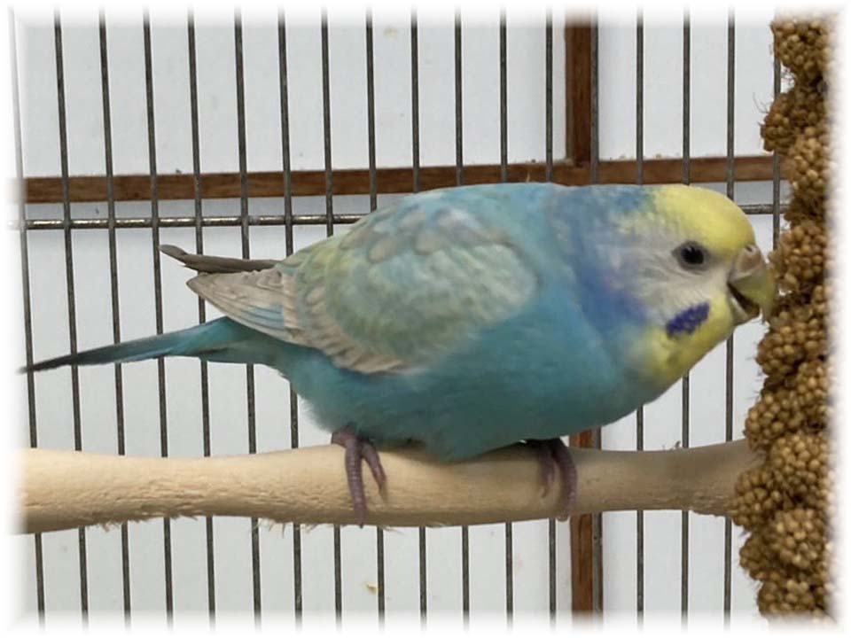 クリックで画像を表示