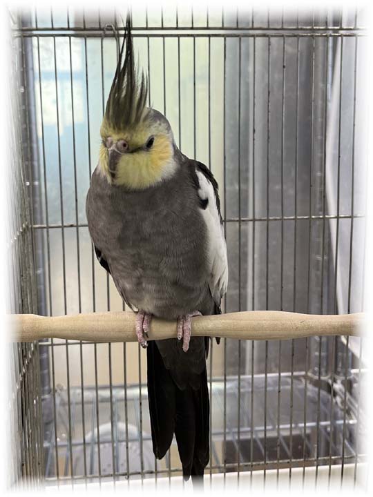 クリックで画像を表示