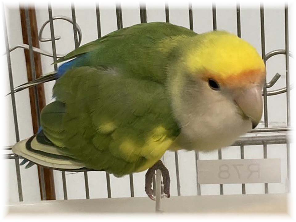 クリックで画像を表示