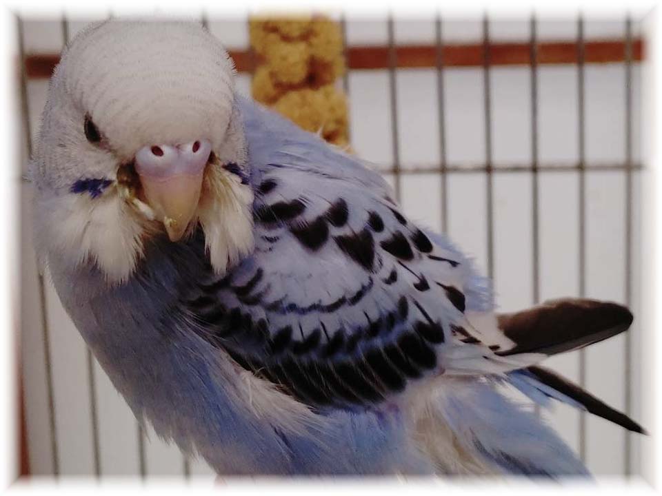 クリックで画像を表示