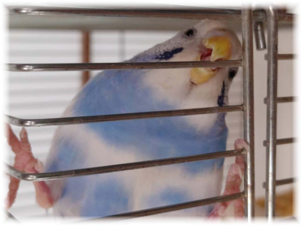 クリックで画像を表示