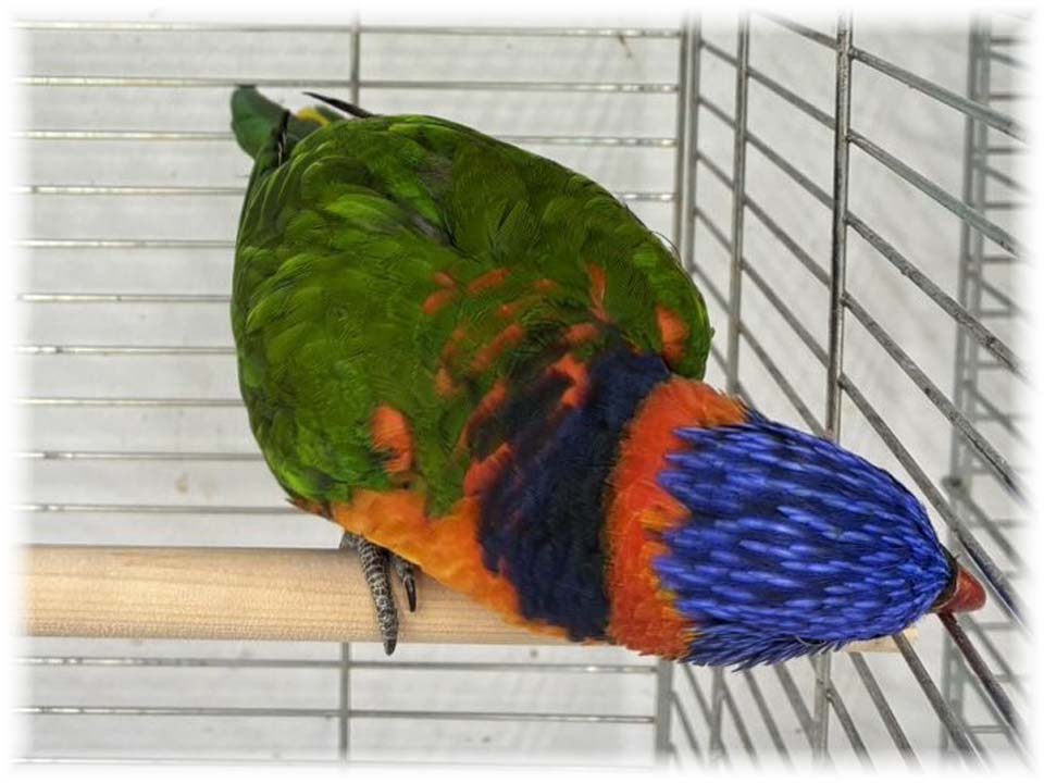 クリックで画像を表示