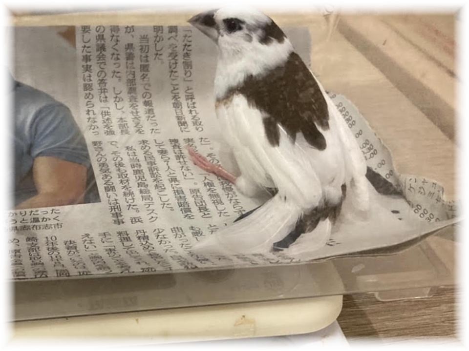 詳細ページへ