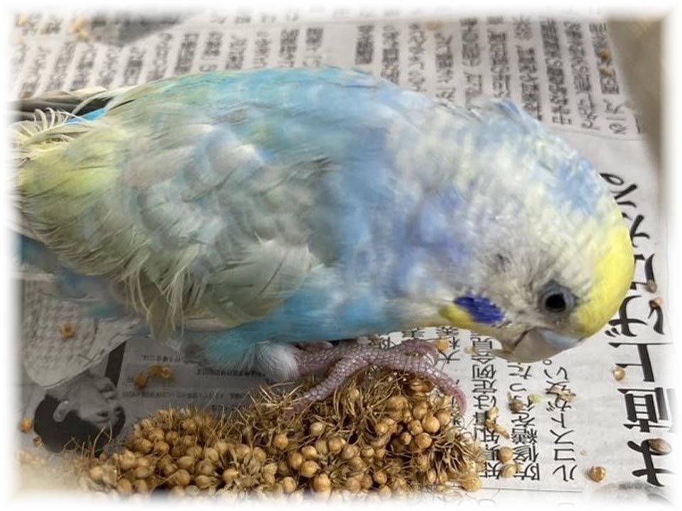 詳細ページへ