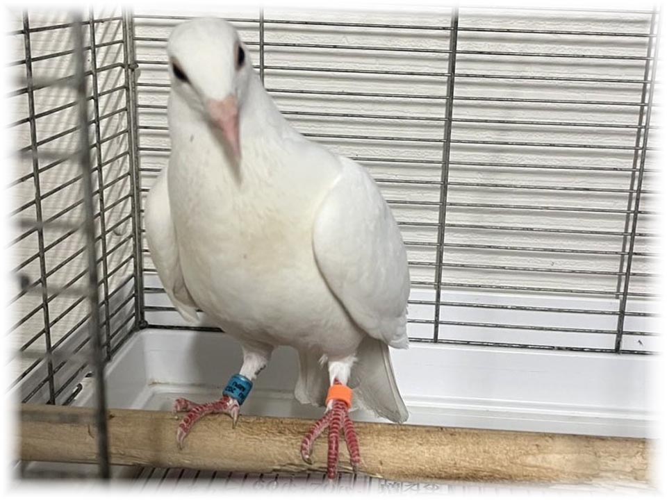 詳細ページへ