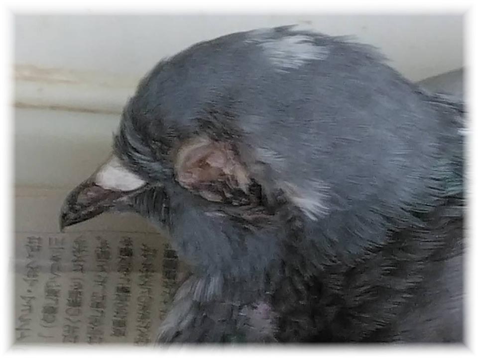詳細ページへ